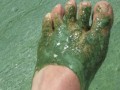 Blue-Green Algae & Spirulina