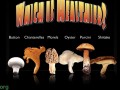 The Best Mushroom