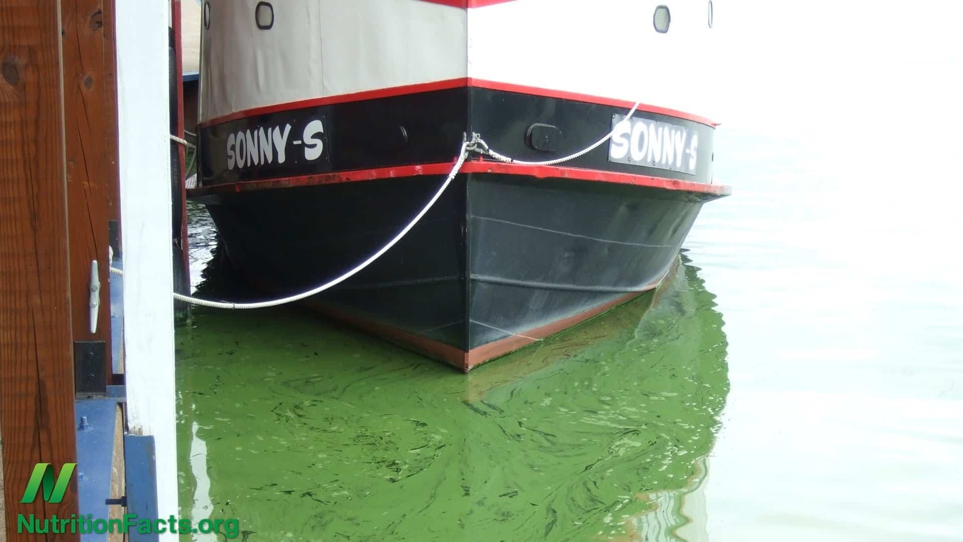 Is Blue Green Algae Good for You?
