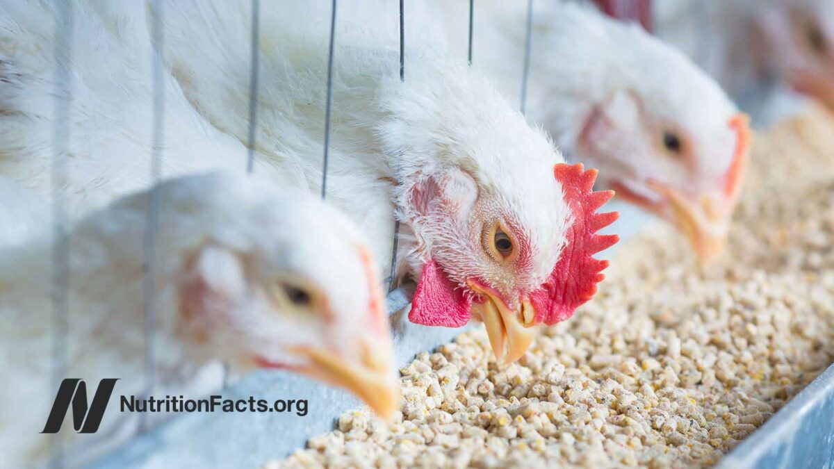 chickens eating in a cage