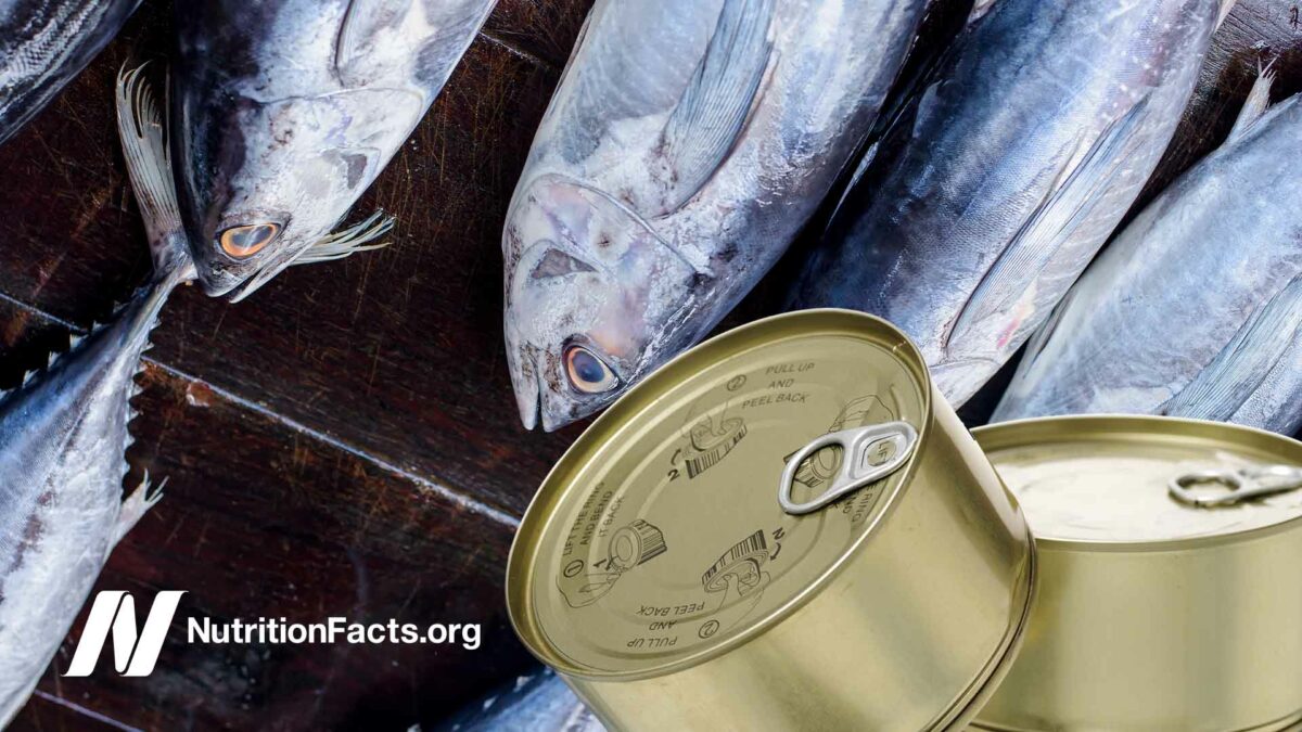 tuna and cans of tuna