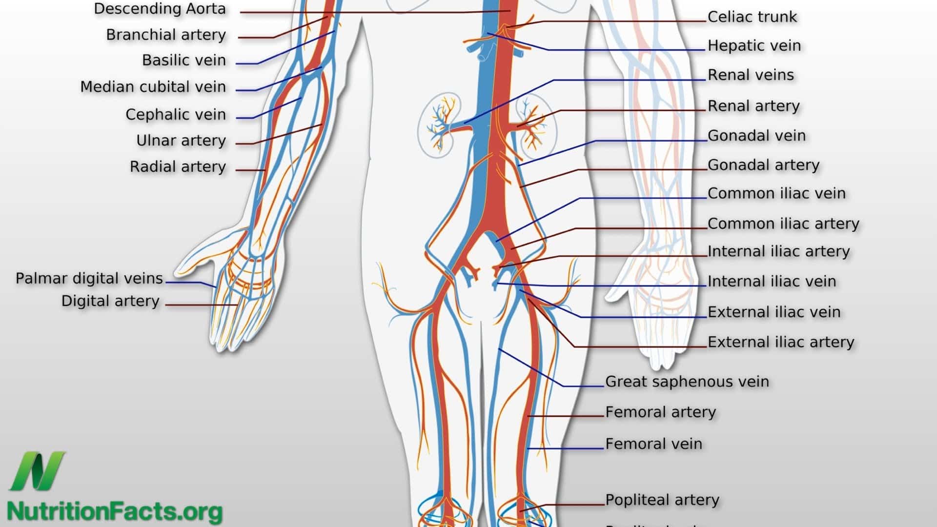 Cholesterol Lower Back Pain Nutritionfacts Org