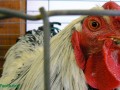 Chicken Dioxins, Viruses, or Antibiotics?