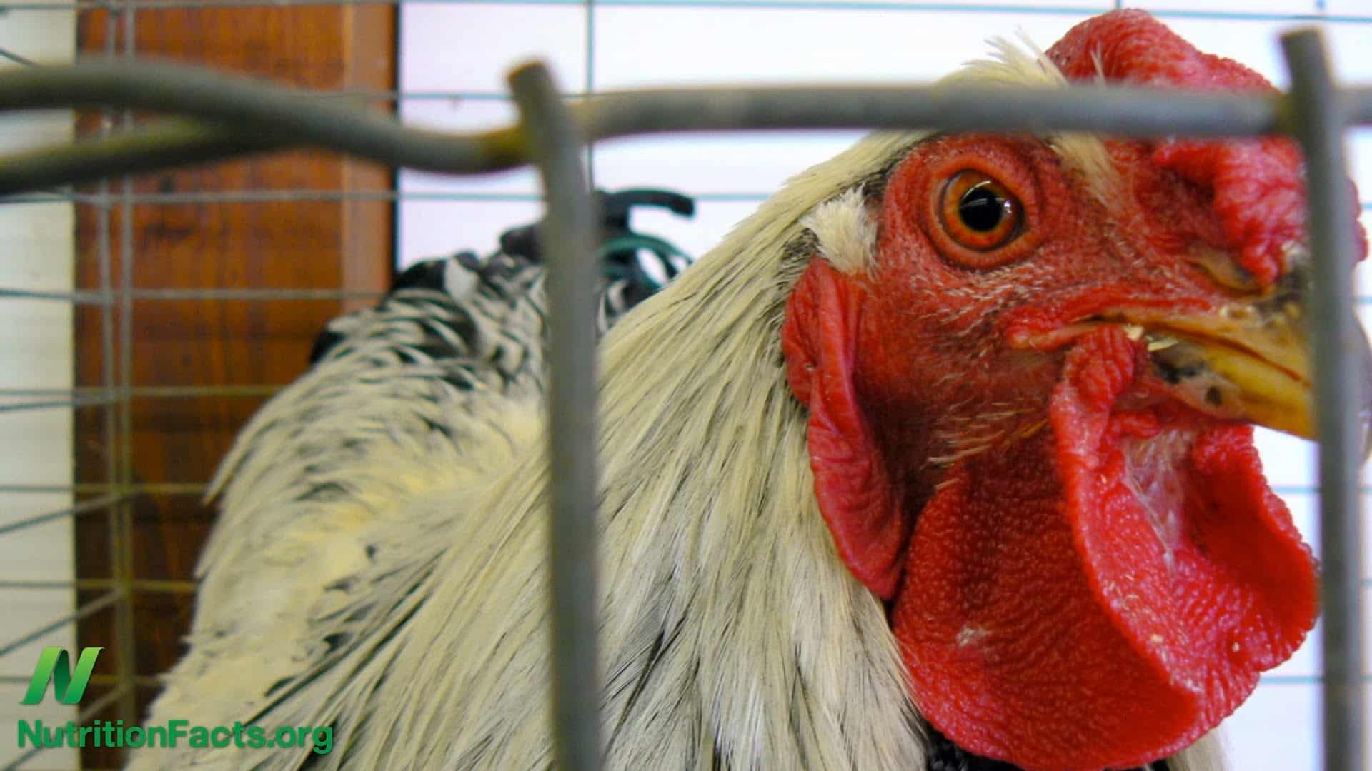 Chicken Dioxins, Viruses, or Antibiotics?