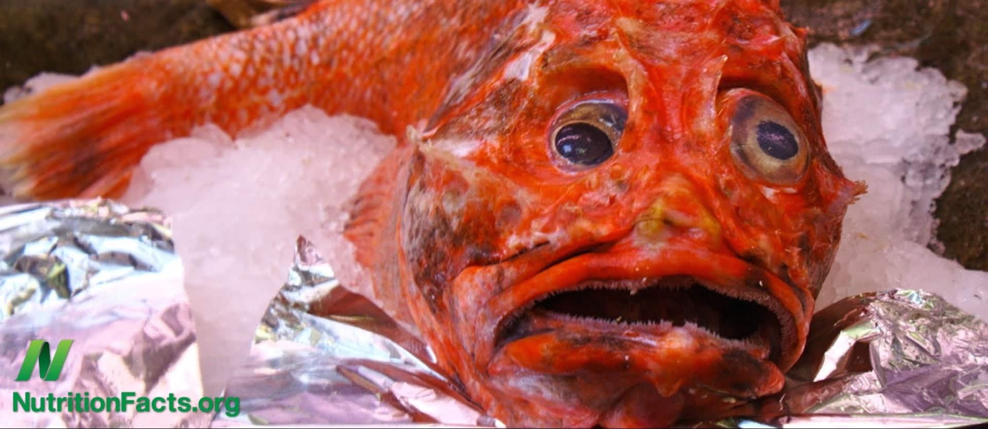 Red Fish, White Fish; Dark Fish, Atrial Fibrillation