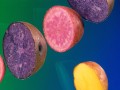 Anti-Inflammatory Effects of Purple Potatoes