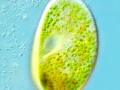 Algae as Astaxanthin Supplement