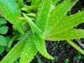 Aloe Vera and Digestion