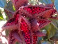 Annatto Safety for Food Coloring