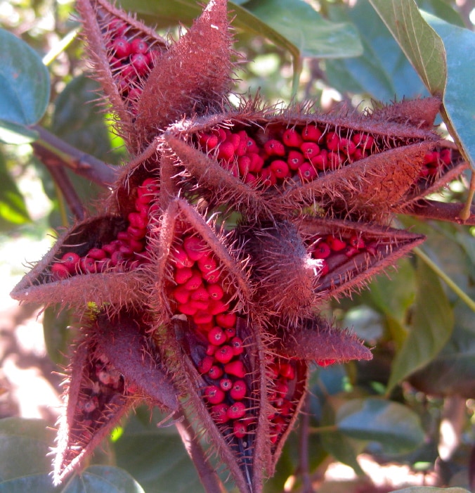 Annatto Safety for Food Coloring