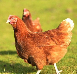 Are free-range eggs healthier than conventional eggs?