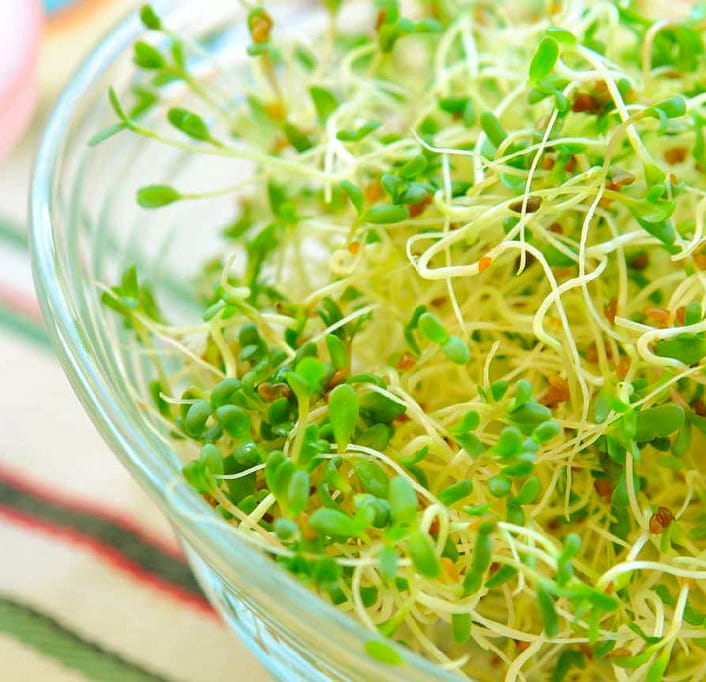 Are Homegrown Alfalfa Sprouts Safe