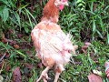 Arsenic in Organic Chicken