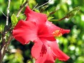 Hibiscus Antioxidants and Iron Absorption