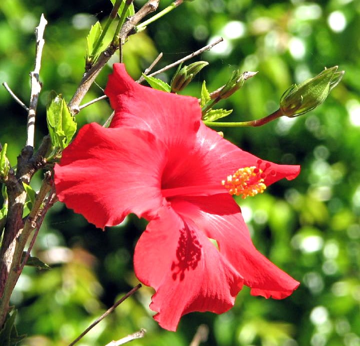 Hibiscus Antioxidants and Iron Absorption