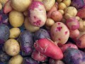 The Verdict on gold, red, & purple potatoes