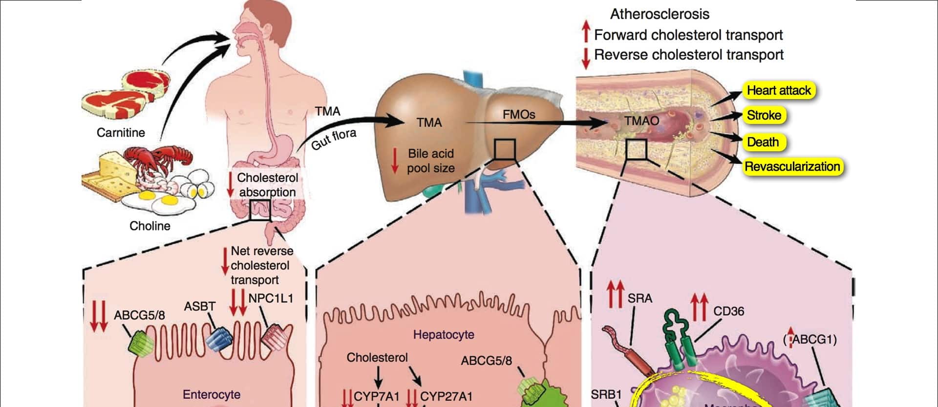 Carnitine, Choline, Cancer, & Cholesterol: The TMAO Connection