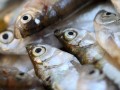 Fish Consumption Associated With Brain Shrinkage
