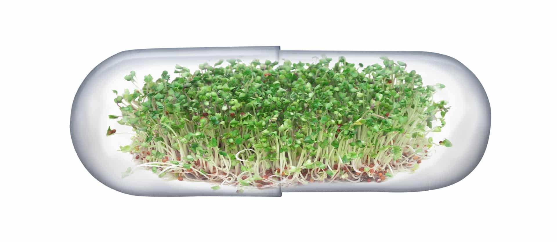 broccoli sprouts garden