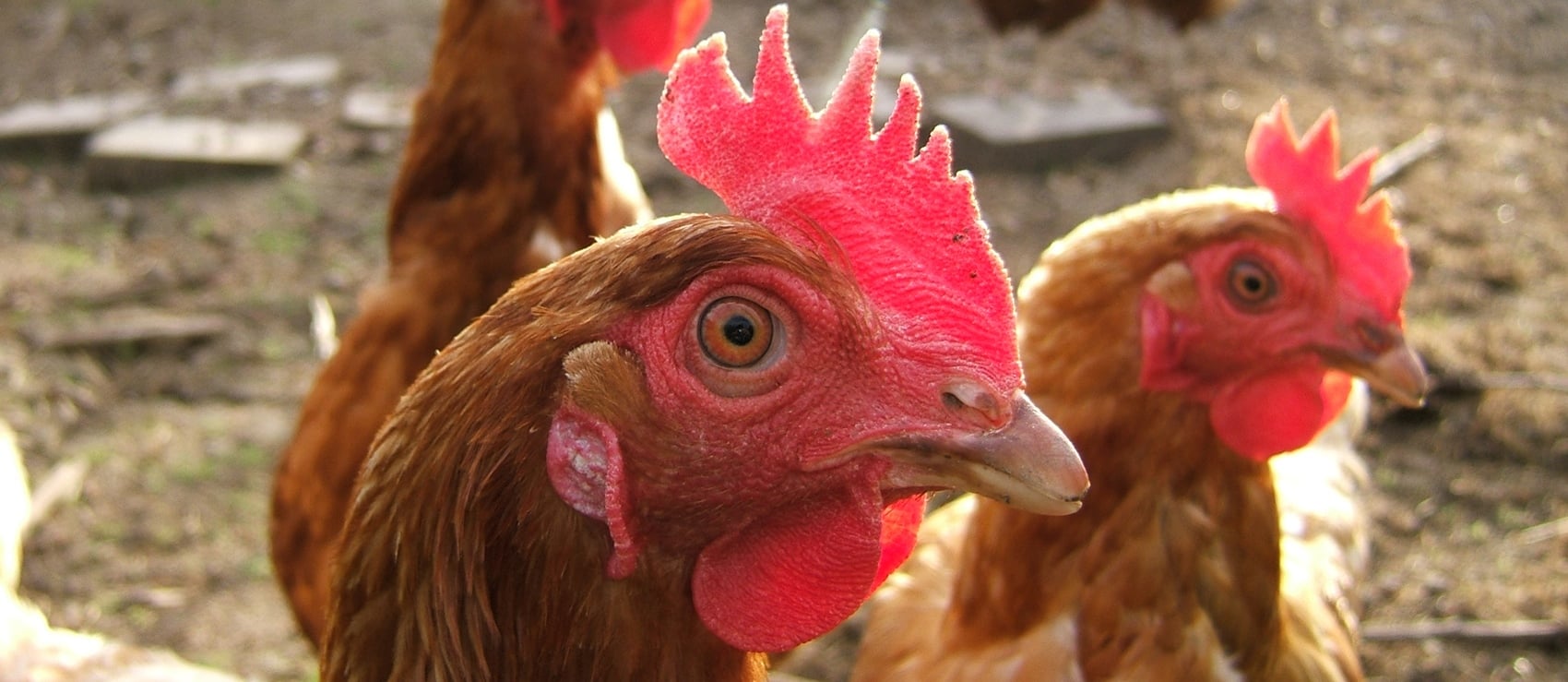 Poultry Exposure Tied to Liver and Pancreas Cancer