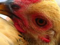 Illegal Drugs in Chicken Feathers