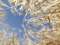 Gluten-Free Diets- Separating the Wheat from the Chat