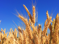 Gluten-Free Diets- Separating the Wheat from the Chat