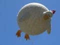 Chicken Big: Poultry and Obesity
