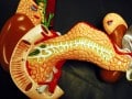 How to Reduce Carcinogenic Bile Acid Production