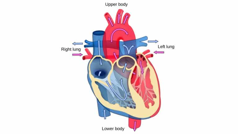 pregnancy | Health Topics | NutritionFacts.org