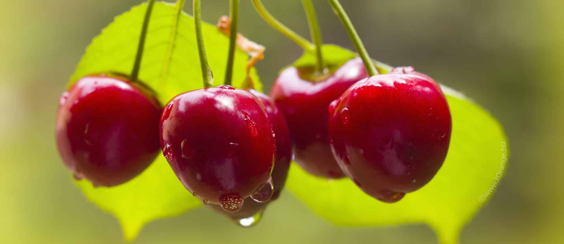 Which are More Anti-Inflammatory: Sweet Cherries or Tart ...