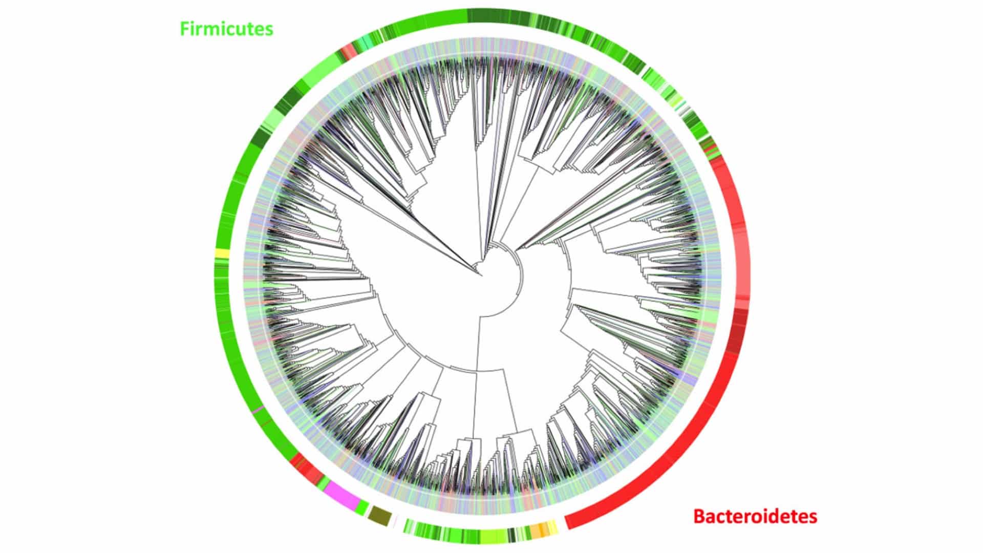 Microbioma: la historia interna