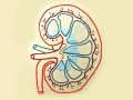 Protein Source: An Acid Test for Kidney Function