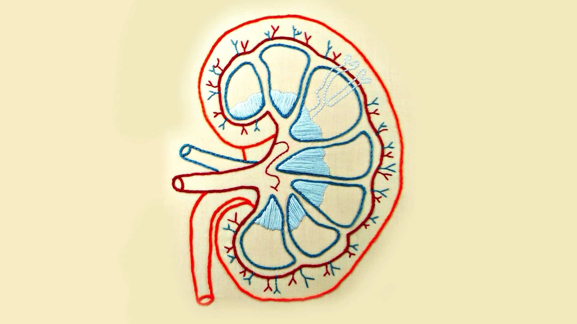 Protein Source: An Acid Test for Kidney Function