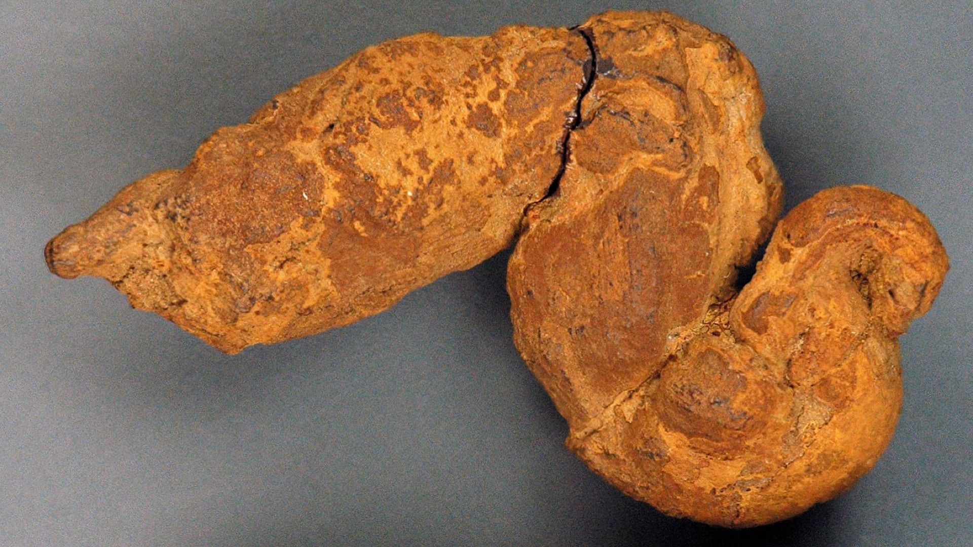 fossilized feces