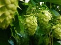 What are the Effects of the Hops Phytoestrogen in Beer?