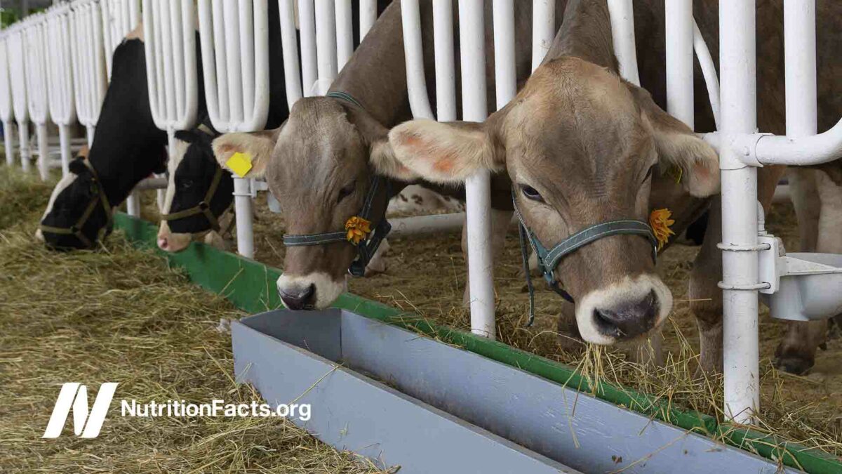 cows in pens