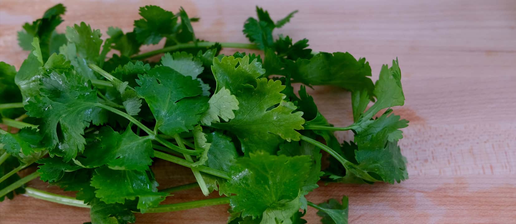 Why Some Like Cilantro & Others Hate It