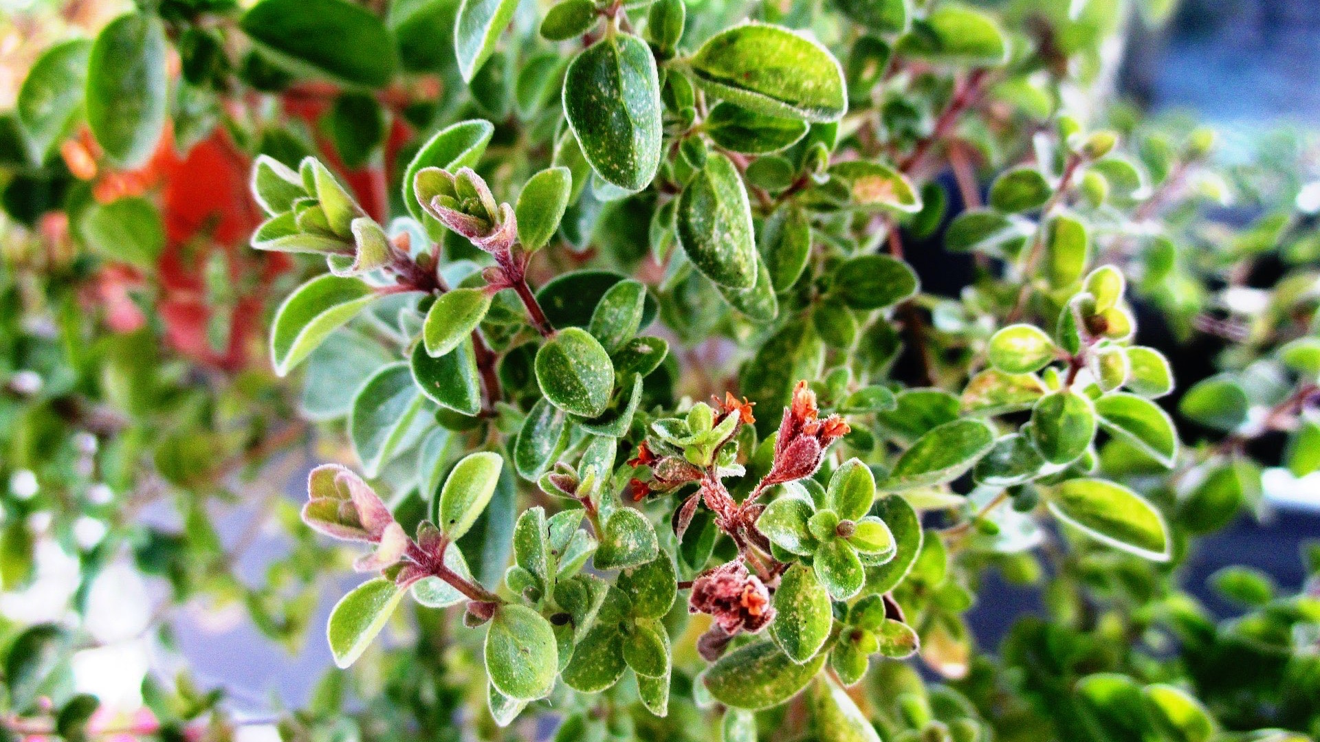 Benefits of Marjoram for Polycystic Ovary Syndrome (PCOS)