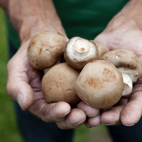 Shiitake Mushroom Nutrition Facts and Health Benefits