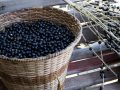 The Antioxidant Effects of Acai vs. Apples