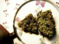 Does Marijuana Cause Health Problems?