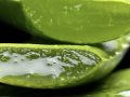 Is Aloe Effective for Blood Pressure, Inflammatory Bowel, Wound Healing and Burns?
