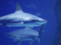 Shark Cartilage Supplements Put to the Test to Cure Cancer
