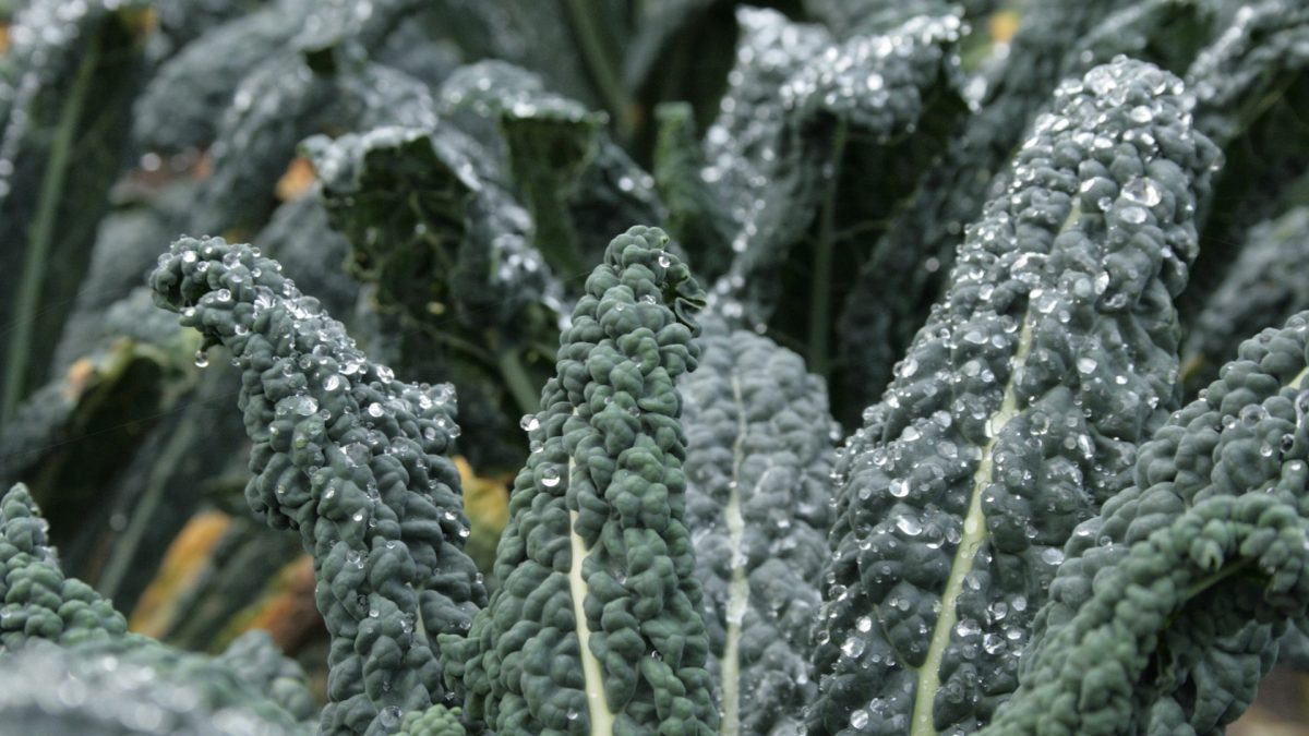 Institute for Integrative Nutrition on LinkedIn: How much kale is too much?  In general, kale is considered a healthy food…