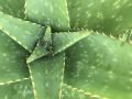 Is Aloe Vera Gel the Best Treatment for Lichen Planus?