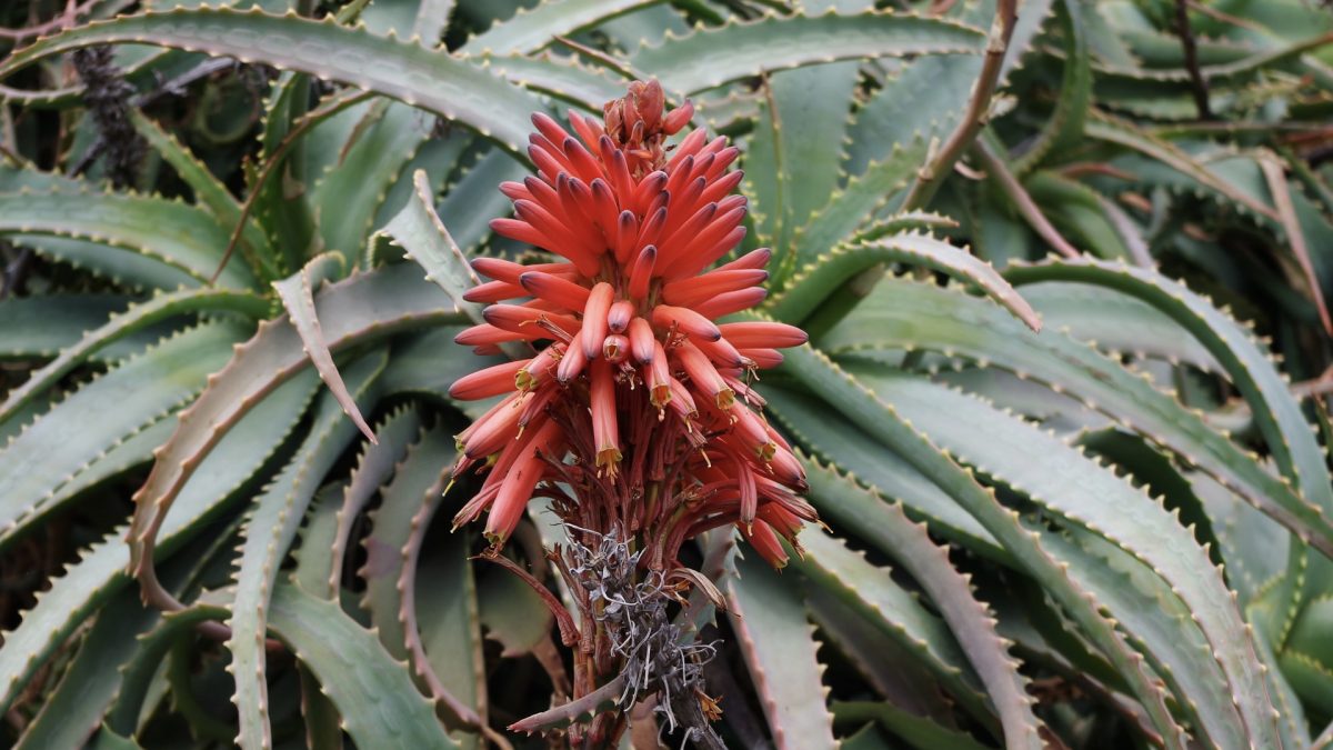 Can Aloe Cure Cancer?