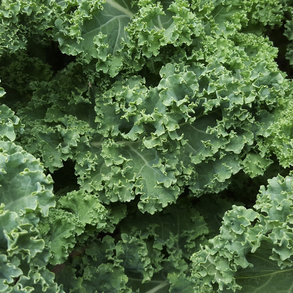 Kale Benefits: The Latest Research