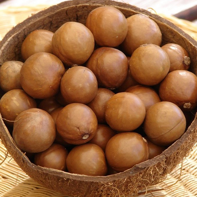 Are Macadamia Nuts Heathy?