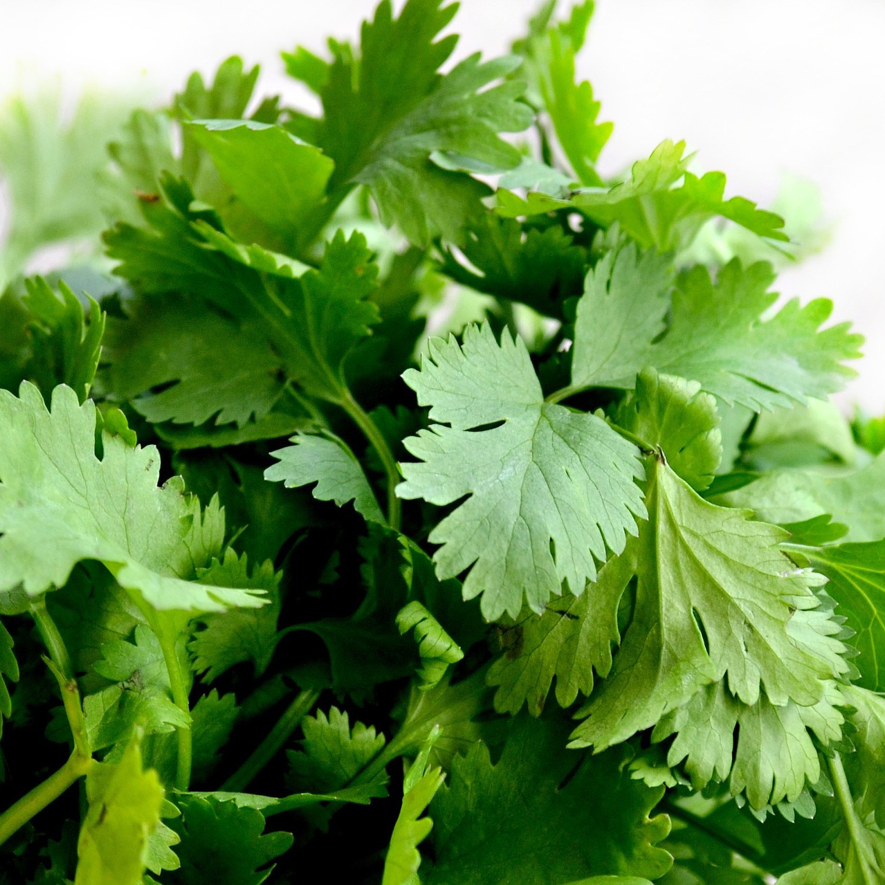 cilantro Health Topics